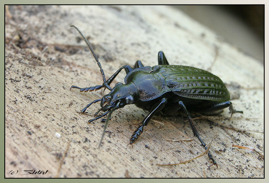 Carabus granulatus - для evk