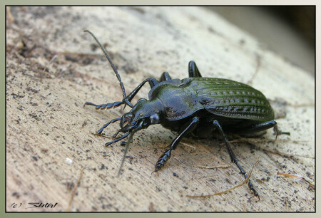 Carabus granulatus - для evk