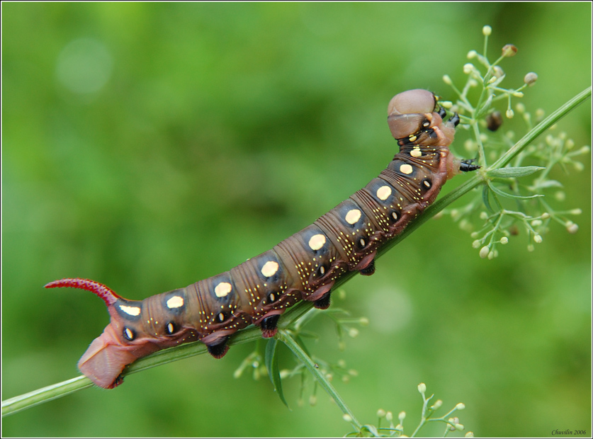 H.galii