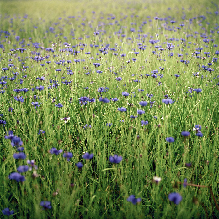 blue sparks