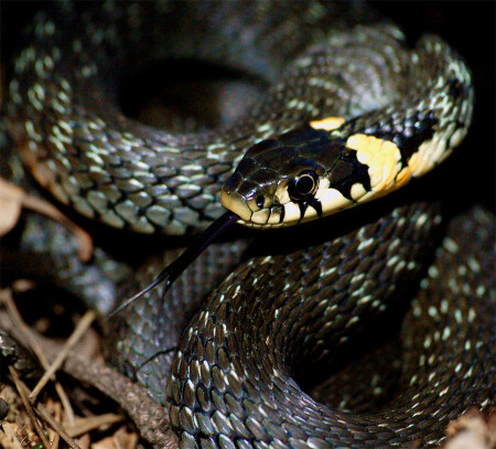 Snake