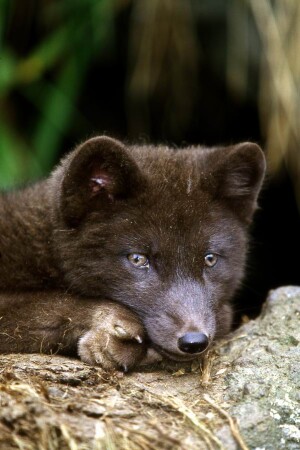 Щенок песца