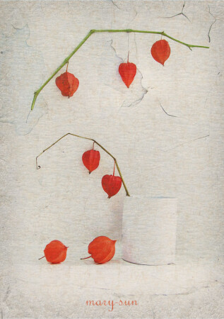 Ф и з а л и с