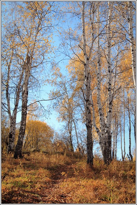 Березы 