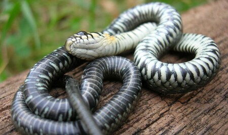 Почти Whitesnake