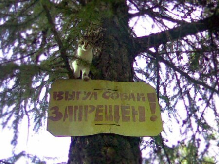 Выгул собак запрещен!