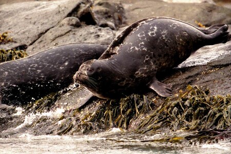 Тюлень-цветок 1