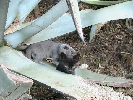 Вот они какие, звери живущие в кактусе