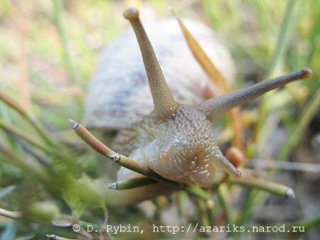 Привет, улитка!