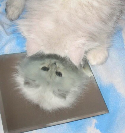 «Свет мой, зеркальце! скажи...&amp;quot;