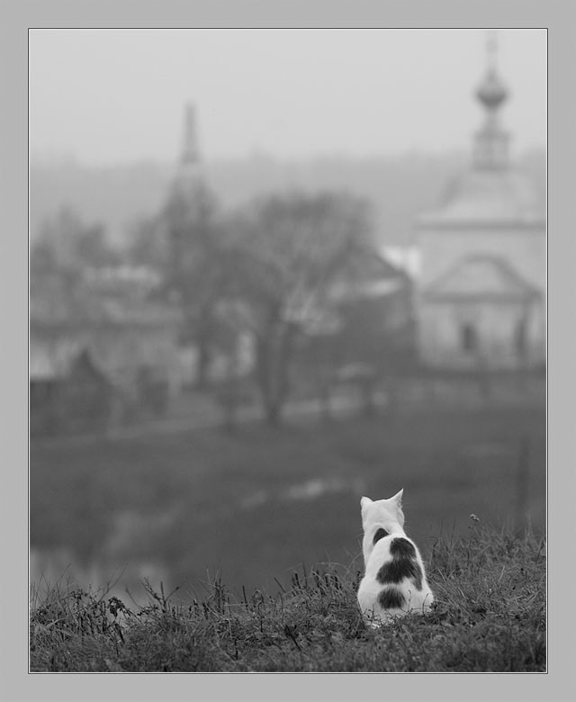 Медитирующий КОШКОКОТ 