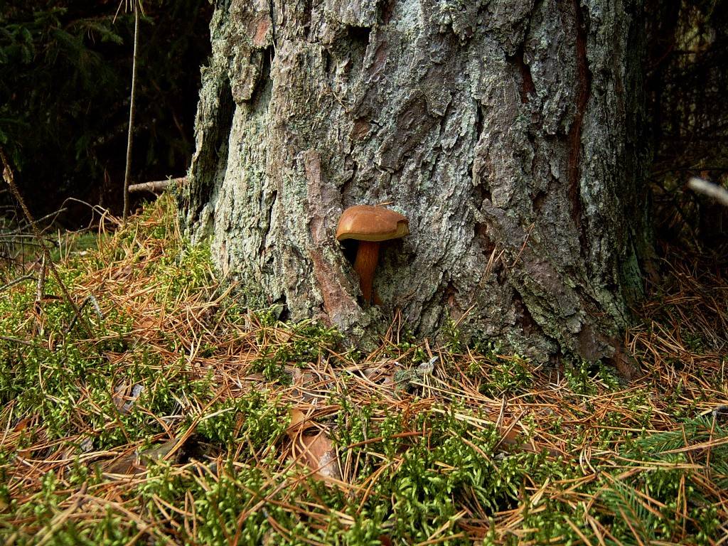 Spriatalsa