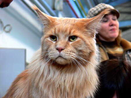 Кися-Ушастый 