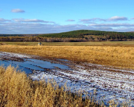Золотая тоска (2)