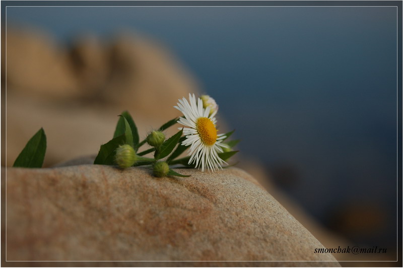 Flover