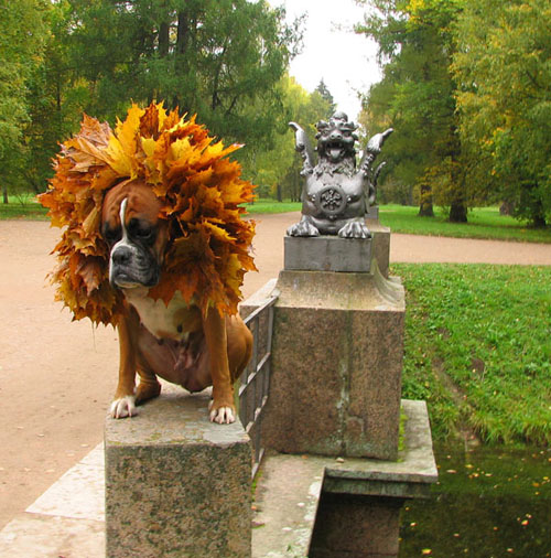 Дракоша