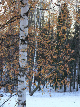 Покров