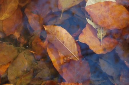 Лесное озеро