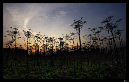 Умершее племя.