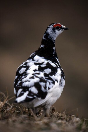 Красная бровь