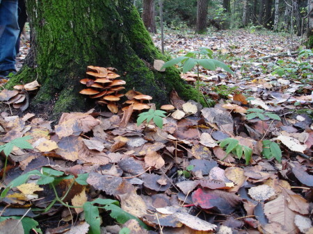 подмосковье