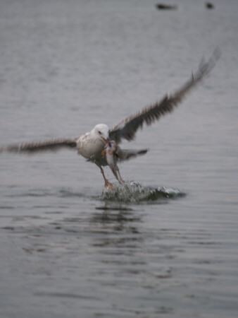 Приятного аппетита!