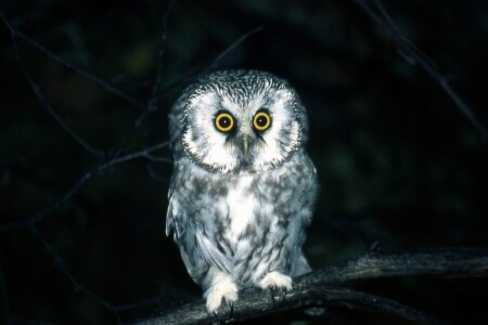 Эти глаза напротив...