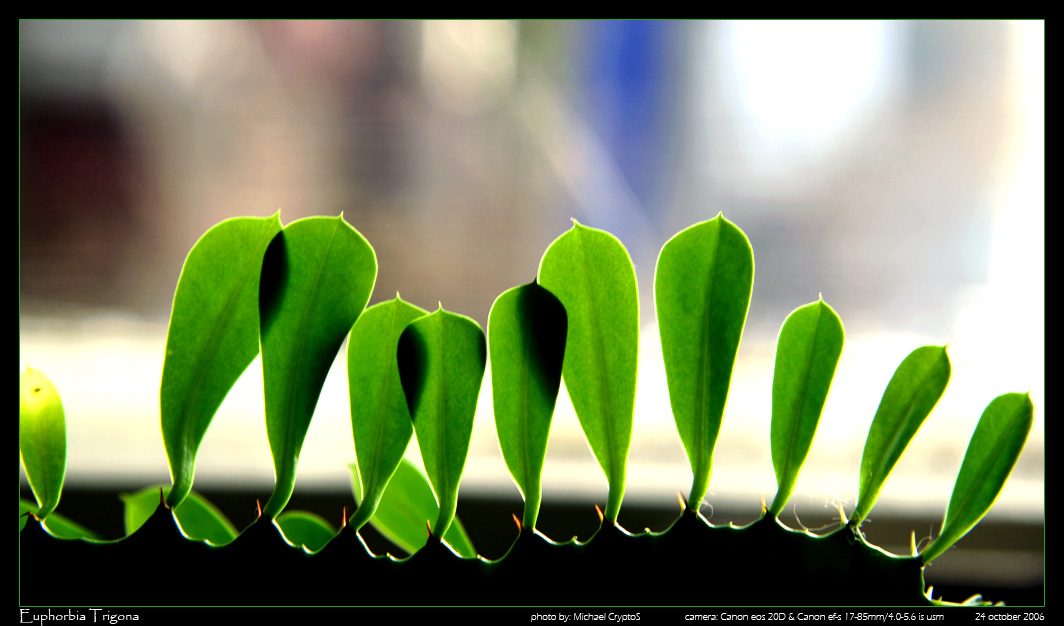 Euphorbia Trigona 