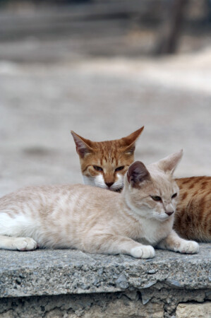 Сладкая парочка