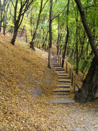 Золотая дорога в зиму