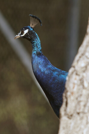 Кто меня искал ? Я тут ...