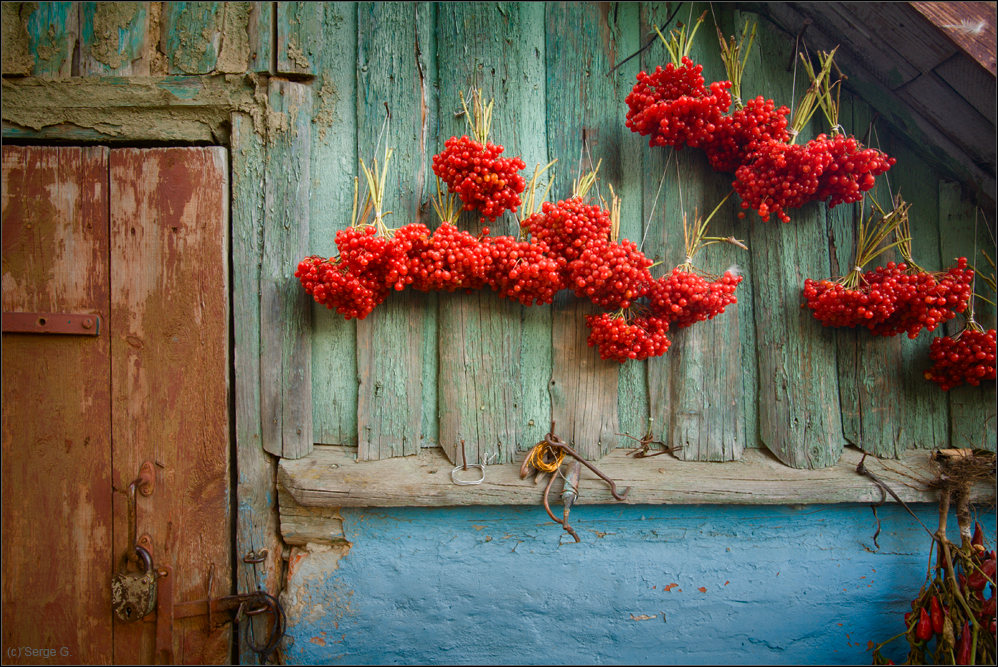 Фотография с калиной