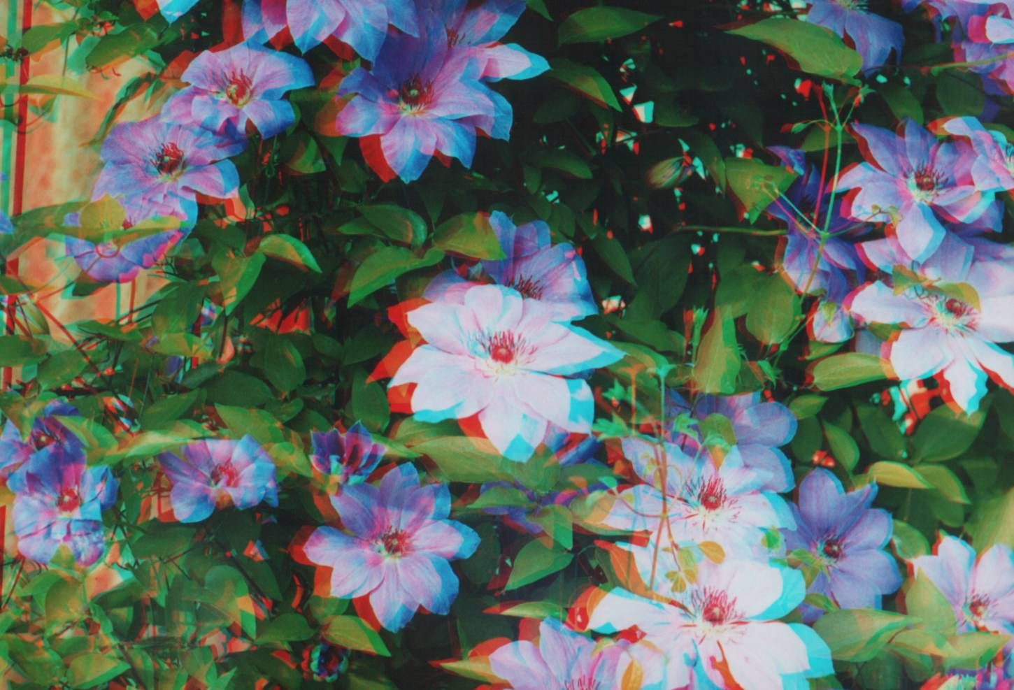 Цветы