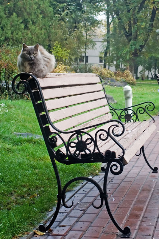 Хищнег, совсем не страшный..