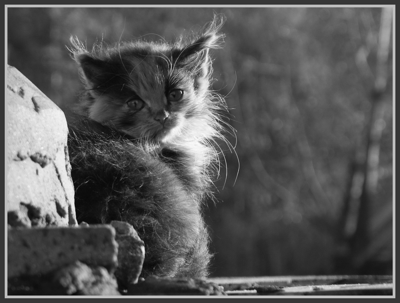 Котёнок-философ