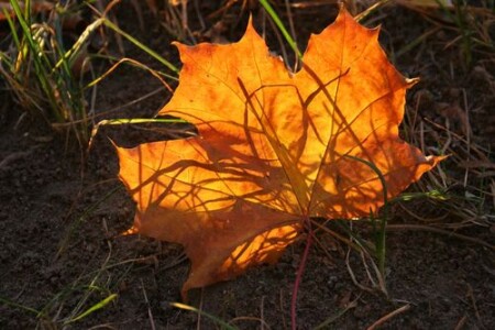 осенний листок