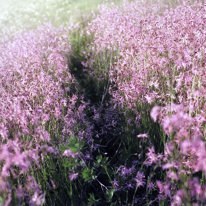 summer field