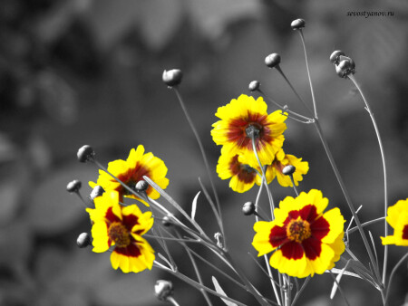 ...Позвонить домой...