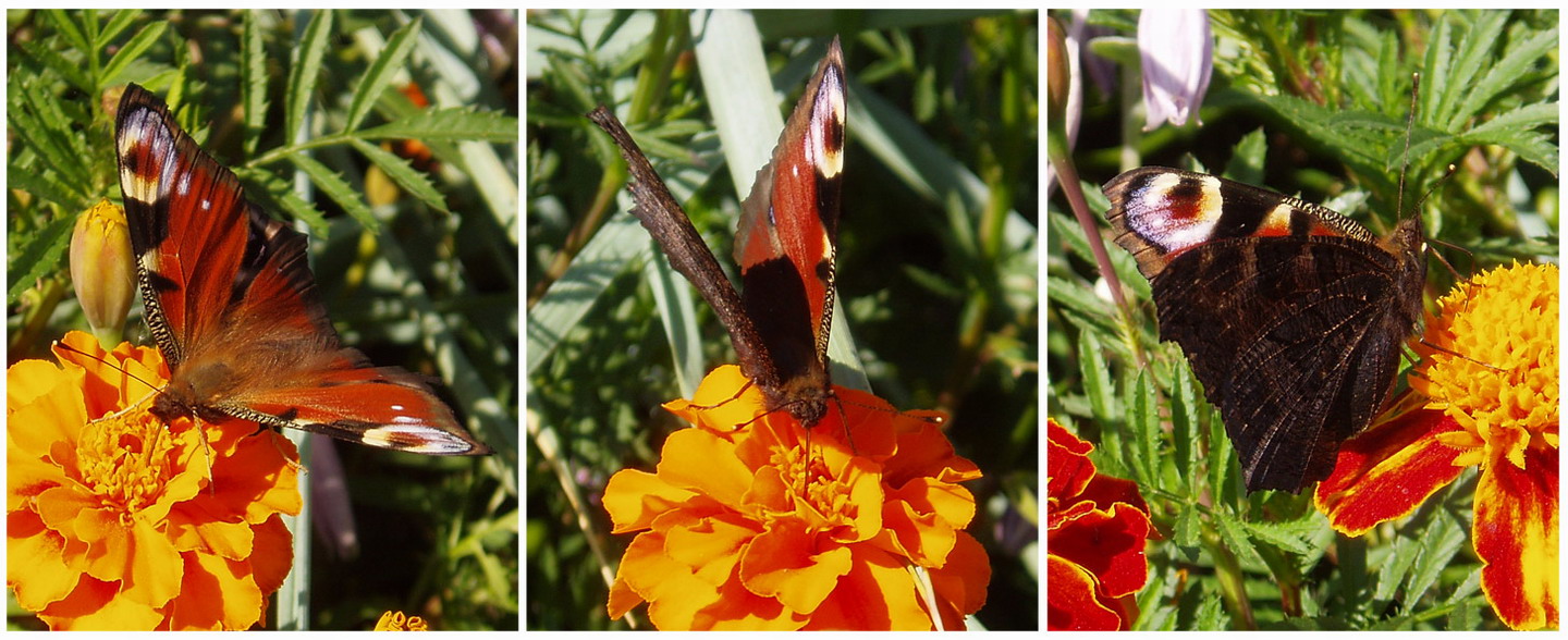 butterfly для Бетюли