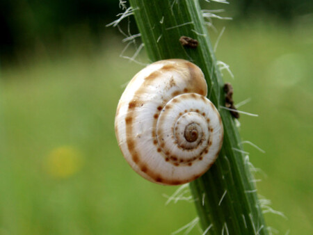 улитка