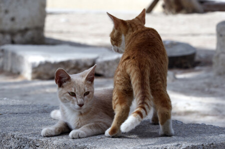 Круговая оборона