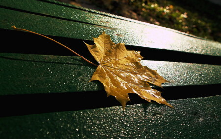 осенний этюд