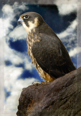 Bird of prey
