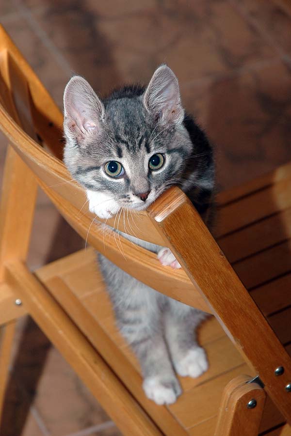котик :)