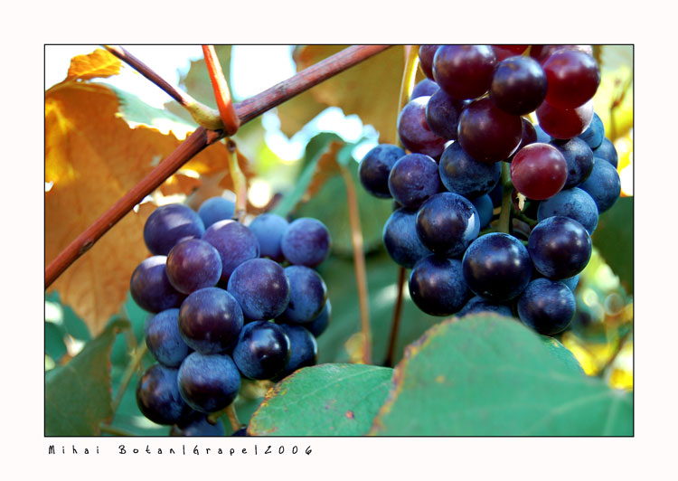 Grape