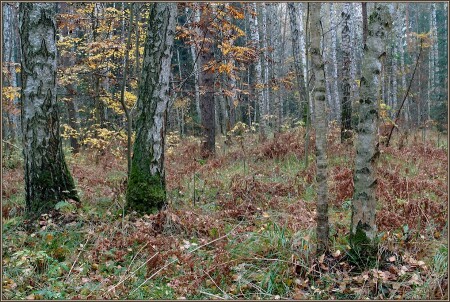 Осенний лес