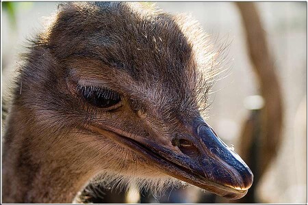 Скромно потупив глаза...