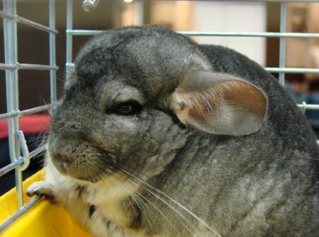 Ну чего уставился?!