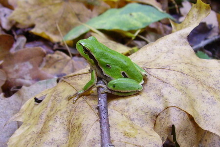 Маленькая Царевна.