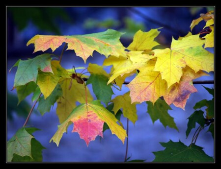 Autumn leaves